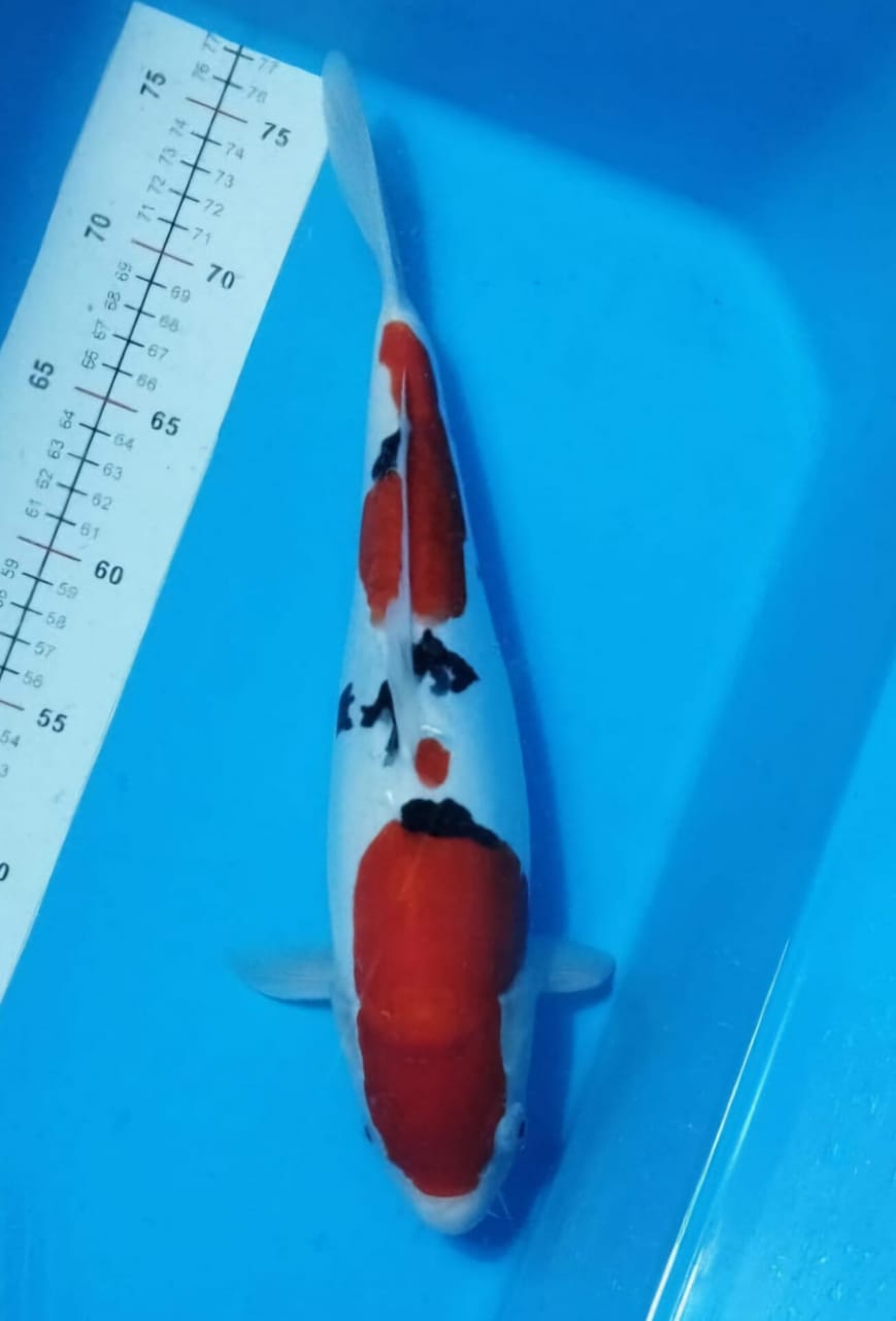 SHANKE DOITSU ISTIMEWA HALUS COCOKBUAT KOLEKSI DI KOLAM LOKASI DEPOK 36cm