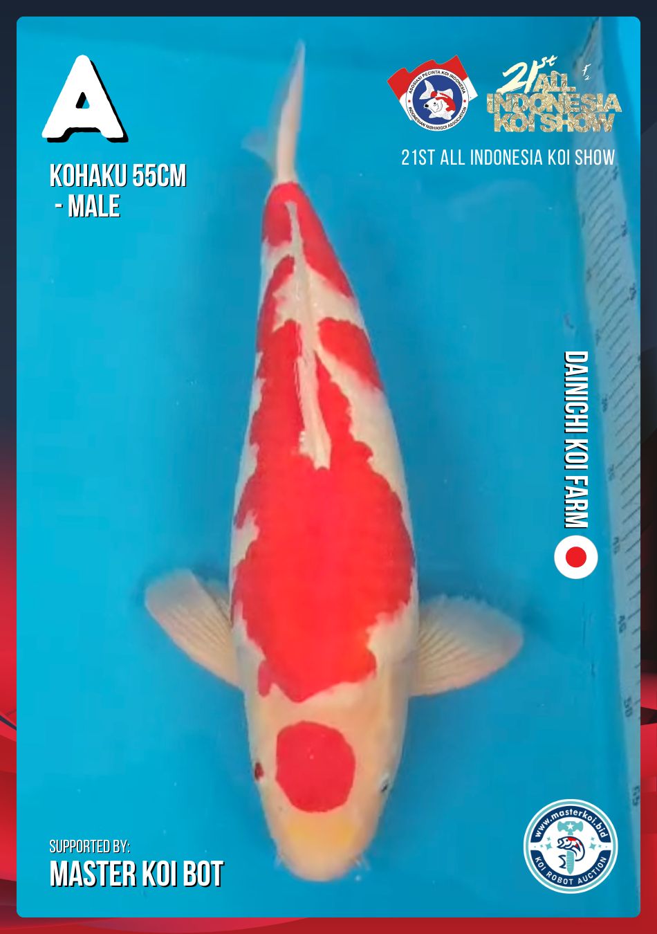 Lelang Koi Online, Jual Beli Ikan Koi, Pusat Jual Beli Koi, Info Lelang Koi Hari Ini, Platform Jual Beli Koi, Jual Beli Ikan Koi Online, Marketplace Ikan Koi, Jual Koi Terbaik, Tempat Beli Koi Berkualitas, Pasar Ikan Koi Online Terpercaya, Penjual Ikan Koi Terpercaya, Beli Koi Hias Online, Ikan Koi untuk Dijual, Koi Kualitas Terbaik, Toko Online Ikan Koi, Koi Hias Untuk Dijual, Jual Beli Ikan Koi Lokal, Koi Indonesia Online, Pusat Jual Beli Koi Terbesar