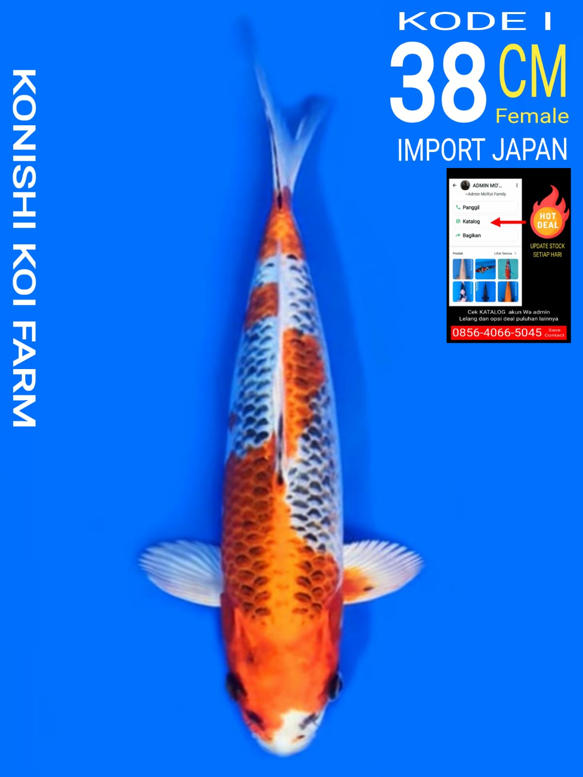 KUJAKU KONISHI FEMALE 38cm