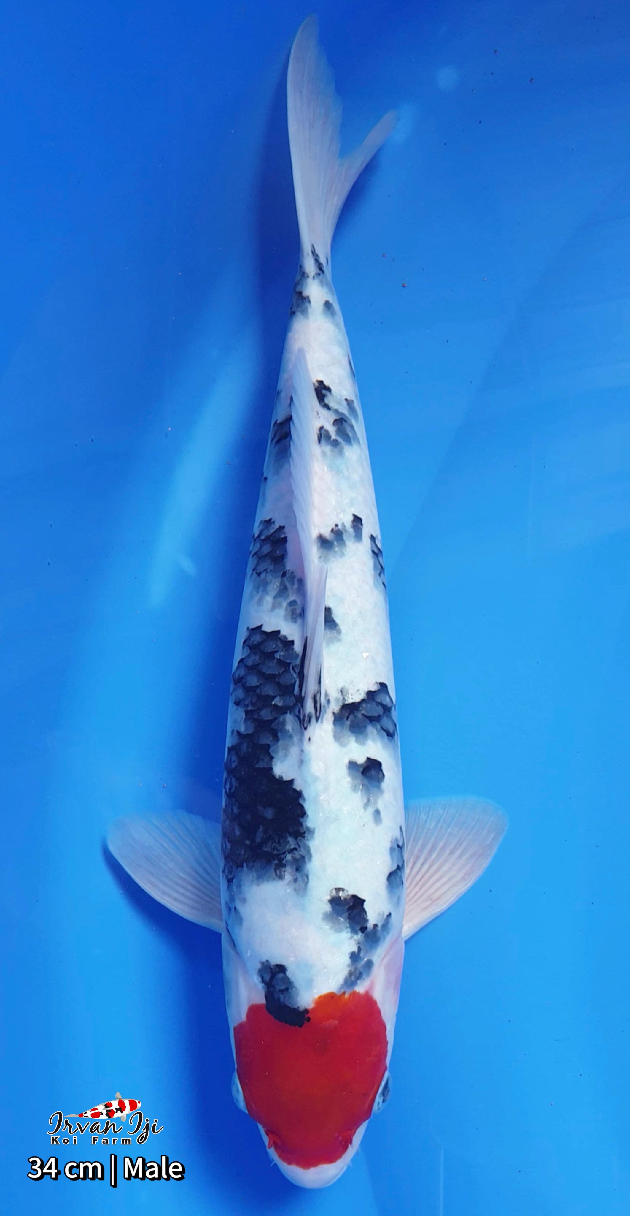 TANCHO SHOWA 34cm