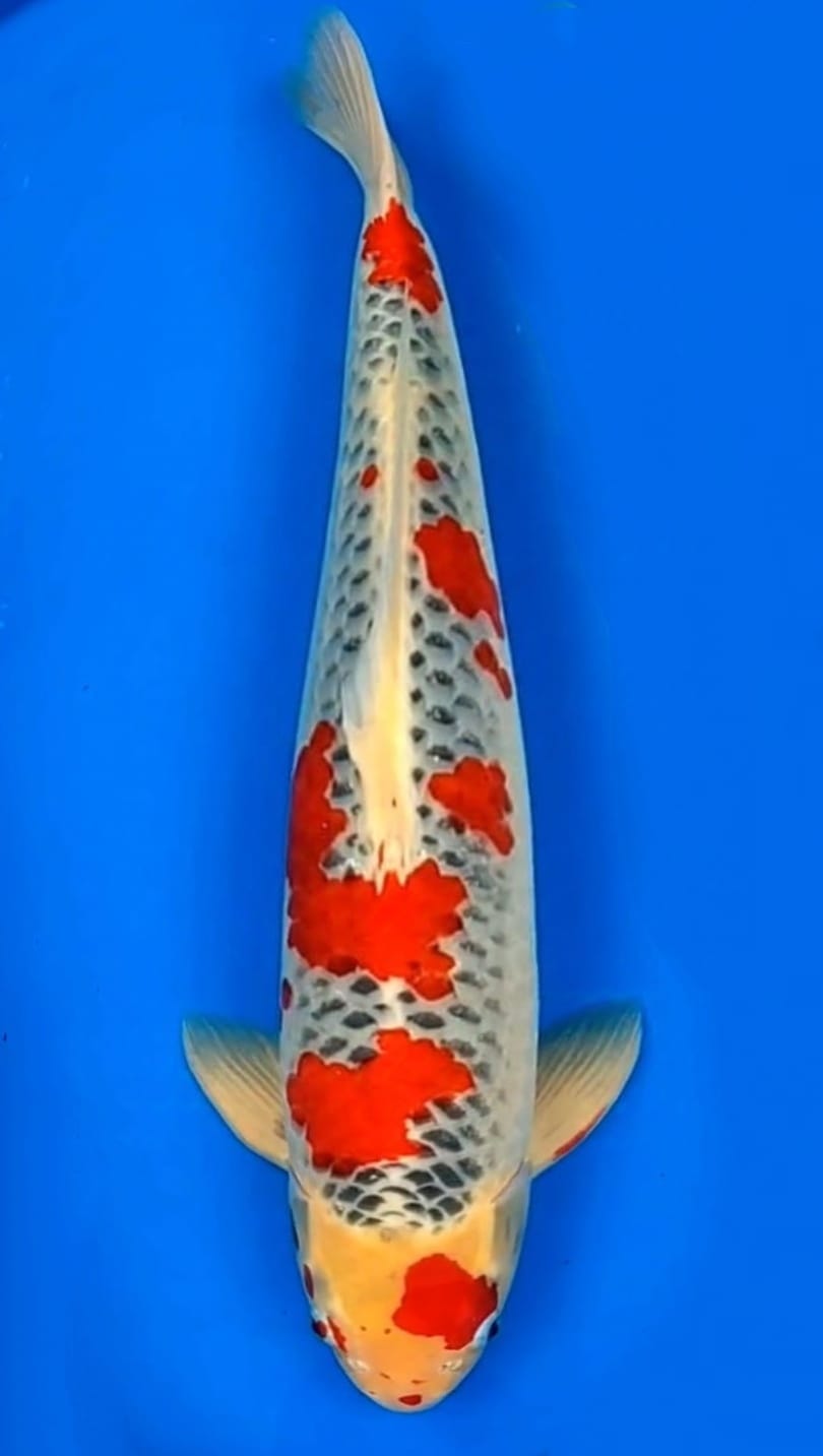 SUPER RED GOSHIKI 58cm