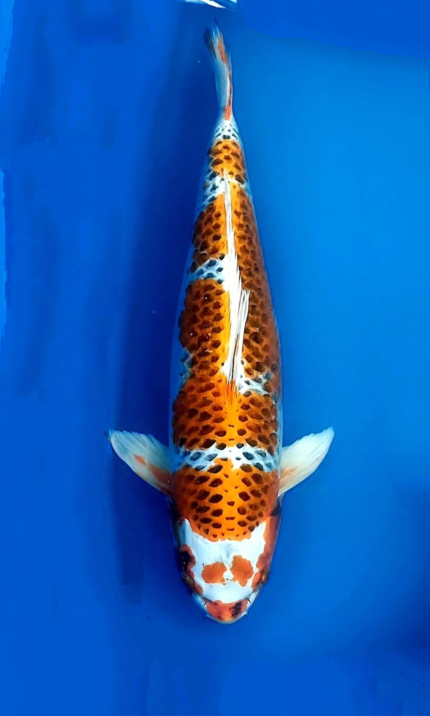 SUPER JUMBO KUJAKU 55cm
