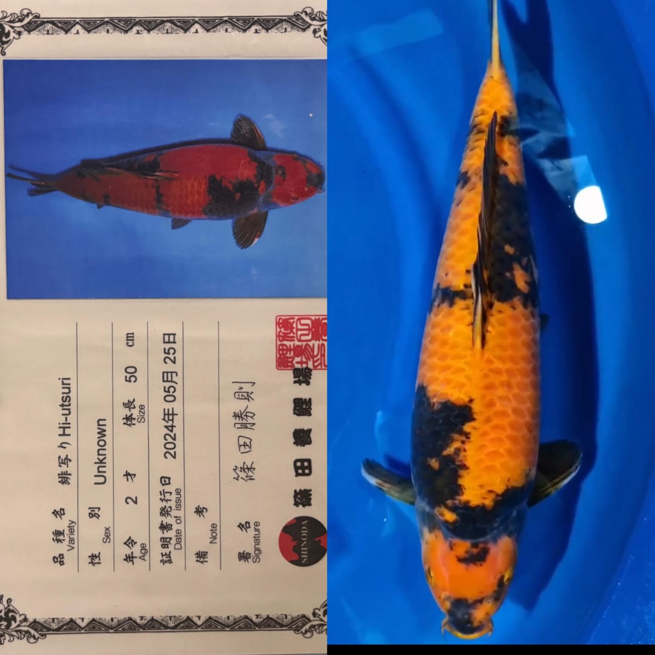 IMPORT HIUTSURI SHINODA KOI FARM JAPAN IKAN KELAS SULTAN ISTIMEWA LOKASI BLITAR 52cm