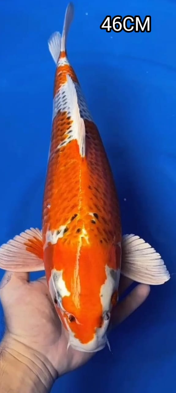 KUJAKU JUMBO CALON MONSTER KOLAM SULTAN LOKASI KEDIRI 46cm