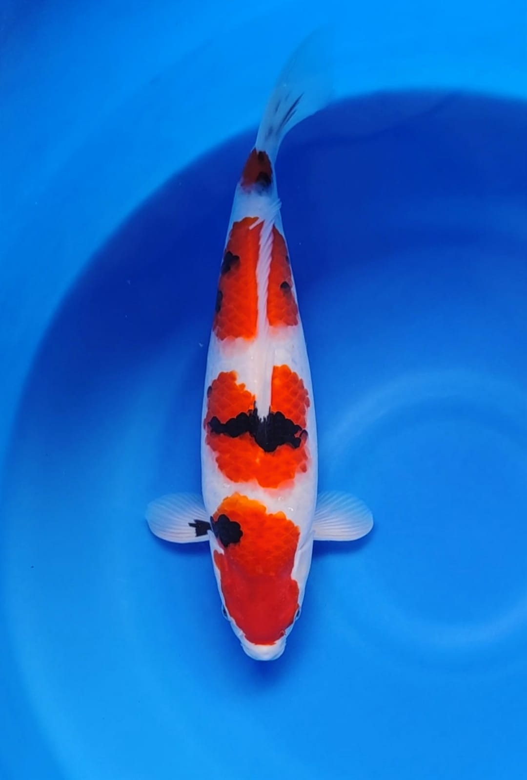 SHOWA ISTIMEWA 40cm