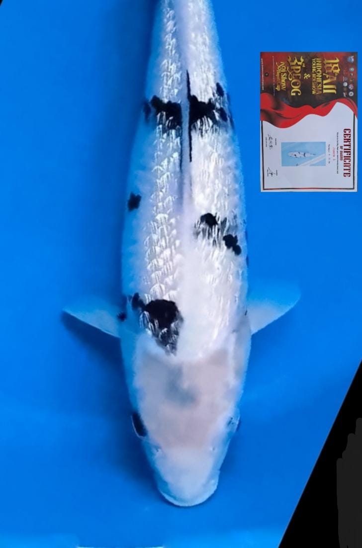 SHIRO GINRIN 35cm
