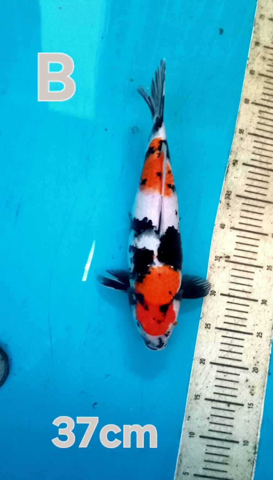 SHOWA 37cm