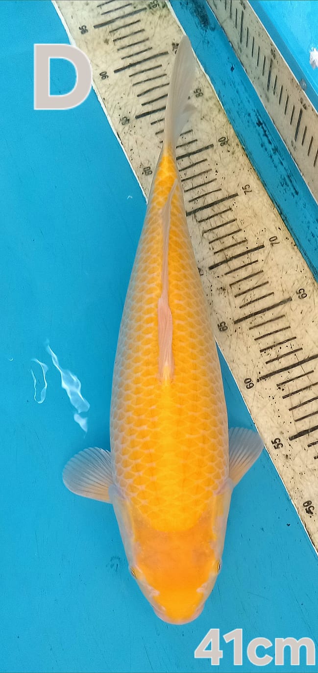 KARASI CORN MATA MERAH 41cm