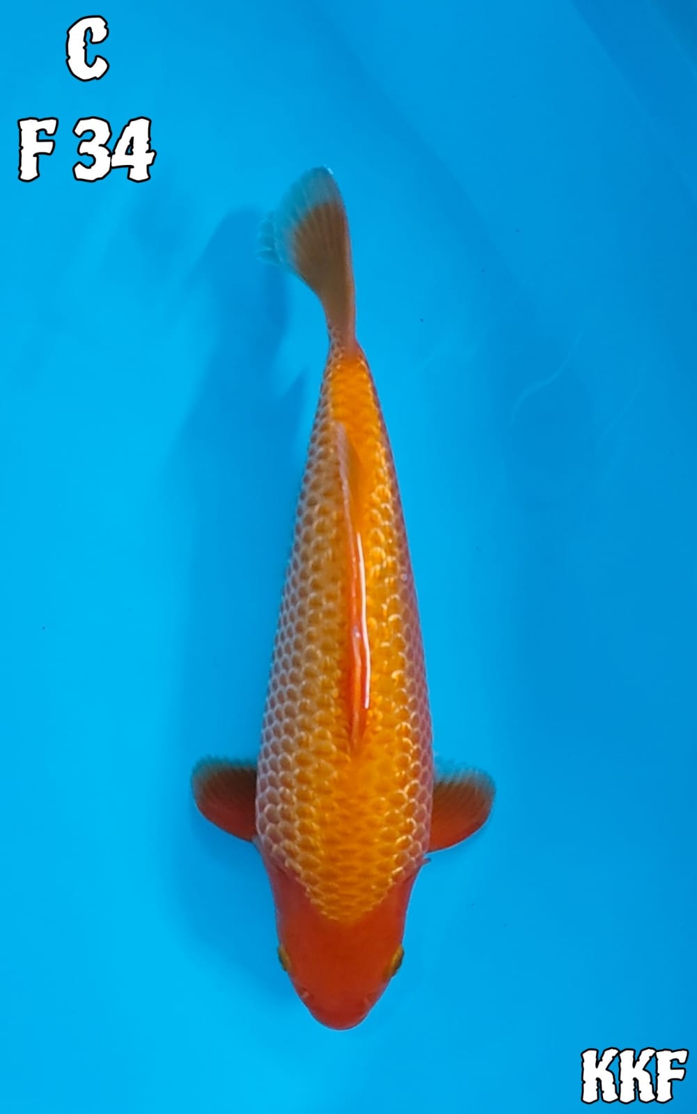 RED KARASI GINRIN HQ MADINA AZIS 34cm