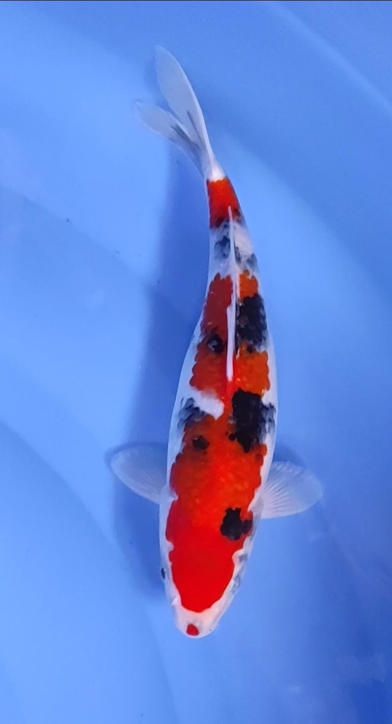 SHOWA 25cm
