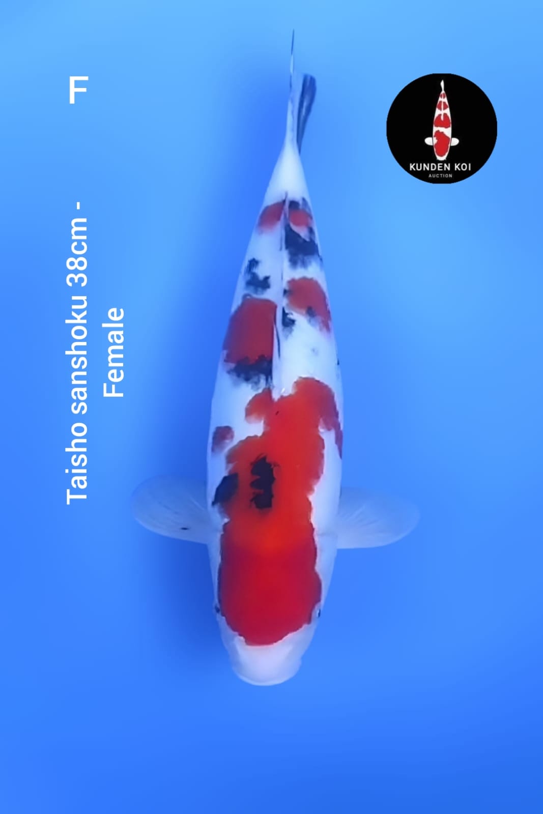 TAISHO SANSHOKU 38cm