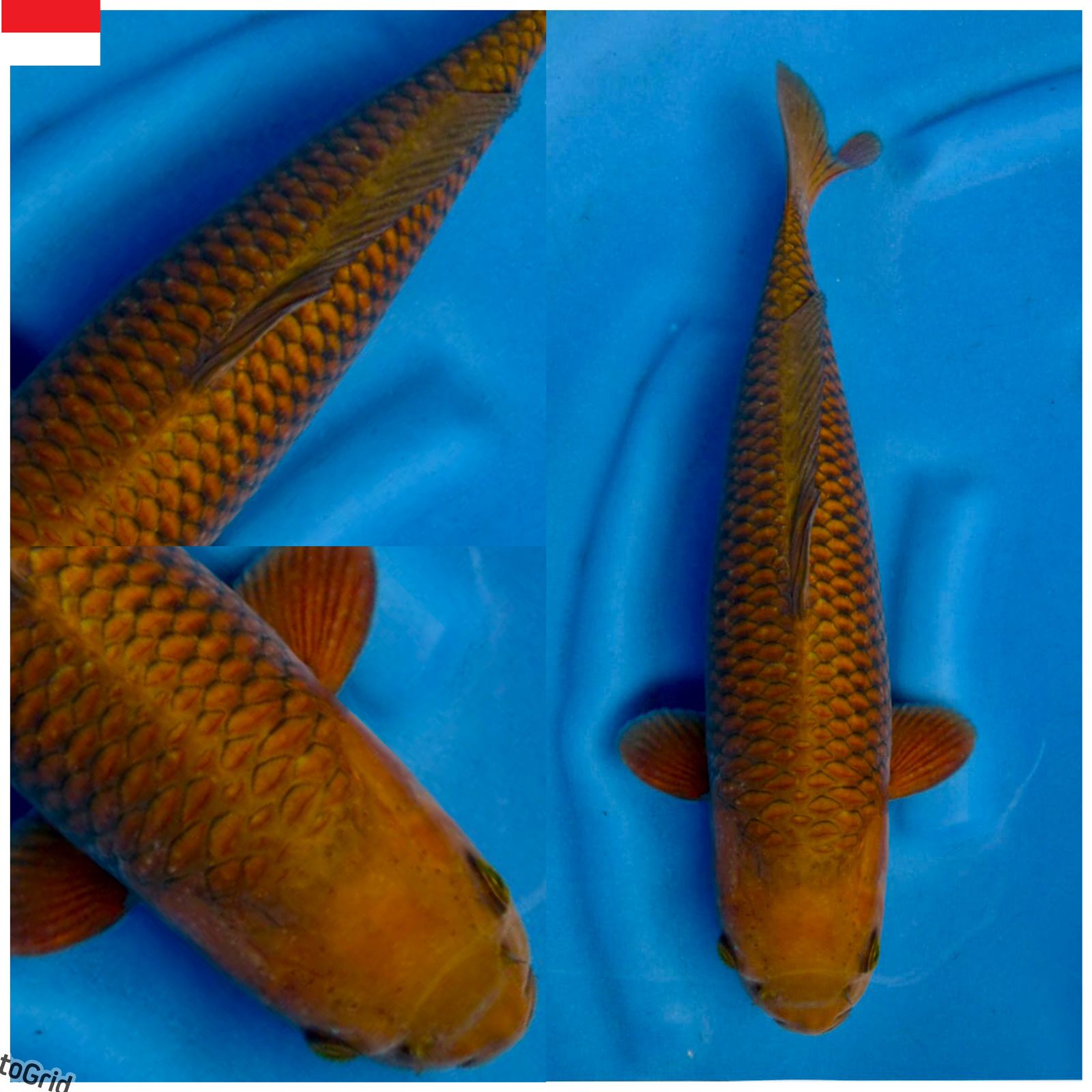 Ikan Koi CHAGOI TEMBAGA UNCHEK 40cm, lelang koi CHAGOI TEMBAGA UNCHEK 40cm, jual koi CHAGOI TEMBAGA UNCHEK 40cm, beli koi CHAGOI TEMBAGA UNCHEK 40cm, Lelang Koi Online, Jual Beli Ikan Koi, Pusat Jual Beli Koi, Info Lelang Koi Hari Ini, Platform Jual Beli Koi, Jual Beli Ikan Koi Online, Marketplace Ikan Koi, Jual Koi Terbaik, Tempat Beli Koi Berkualitas, Pasar Ikan Koi Online Terpercaya, Penjual Ikan Koi Terpercaya, Beli Koi Hias Online, Ikan Koi untuk Dijual, Koi Kualitas Terbaik, Toko Online Ikan Koi, Koi Hias Untuk Dijual, Jual Beli Ikan Koi Lokal, Koi Indonesia Online, Pusat Jual Beli Koi Terbesar