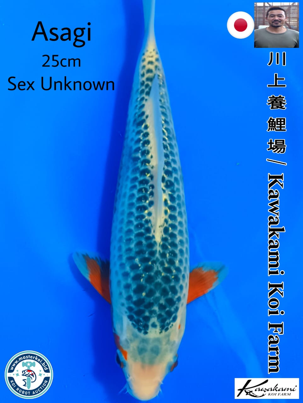 SUPERB ASAGI IMPORT FROM KAWAKAMI KOI FARM 25cm