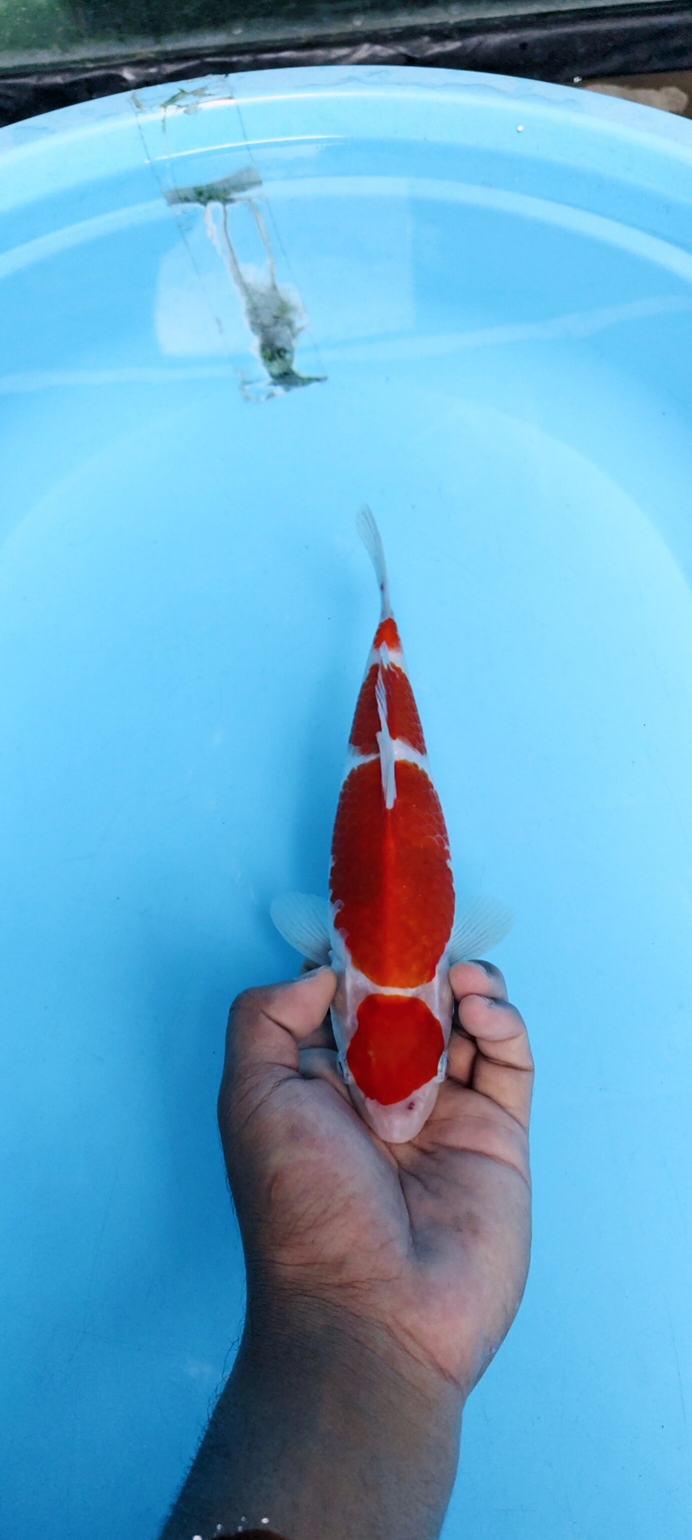 F1 DAINICHI X MOMOTARO MARUTEN KOHAKU ORIGINAL SKIN SUPER HALUS MALE 24cm