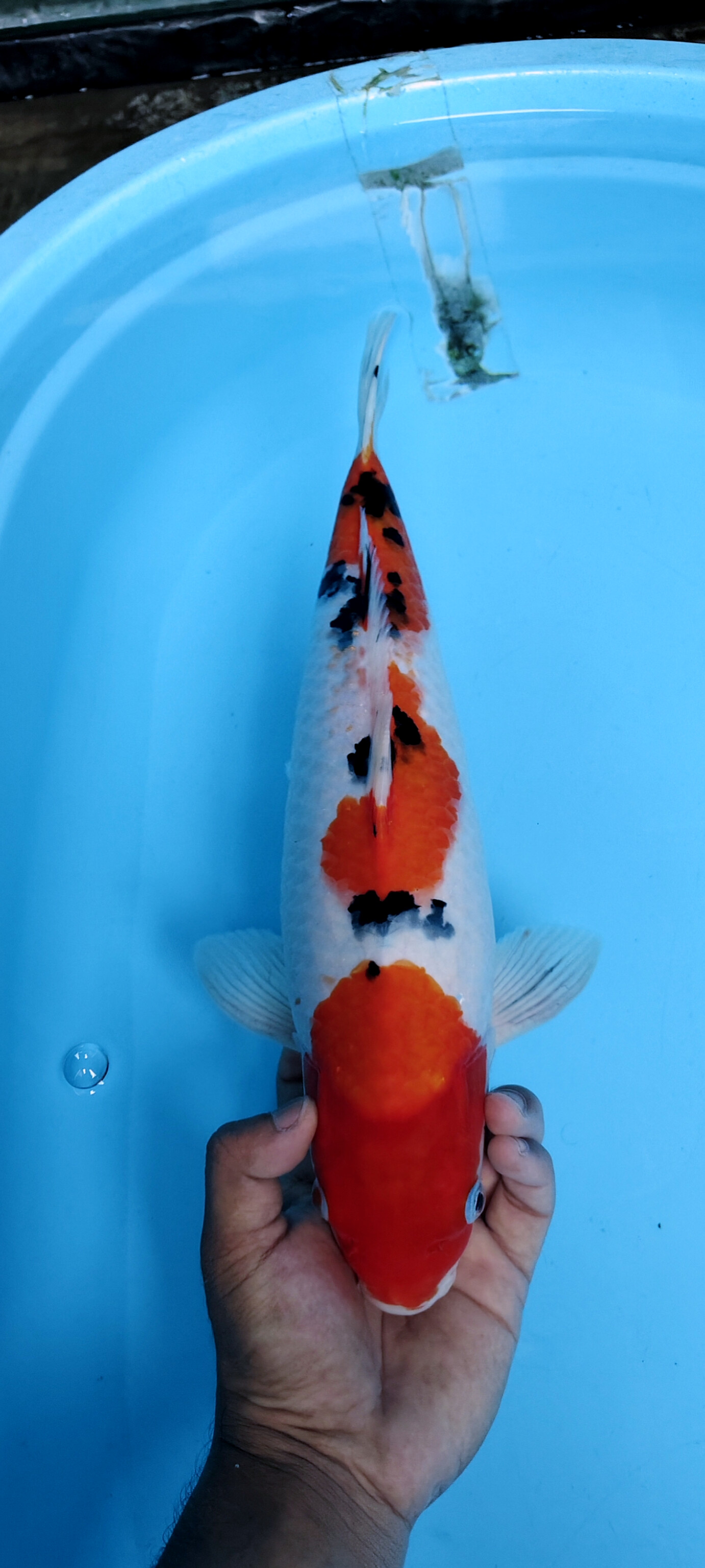 F1 DAINICHI X MOMOTARO CALON INDUK BAGUS JUMBO SKIN HALUS PETREN ORI FEMALE 38cm