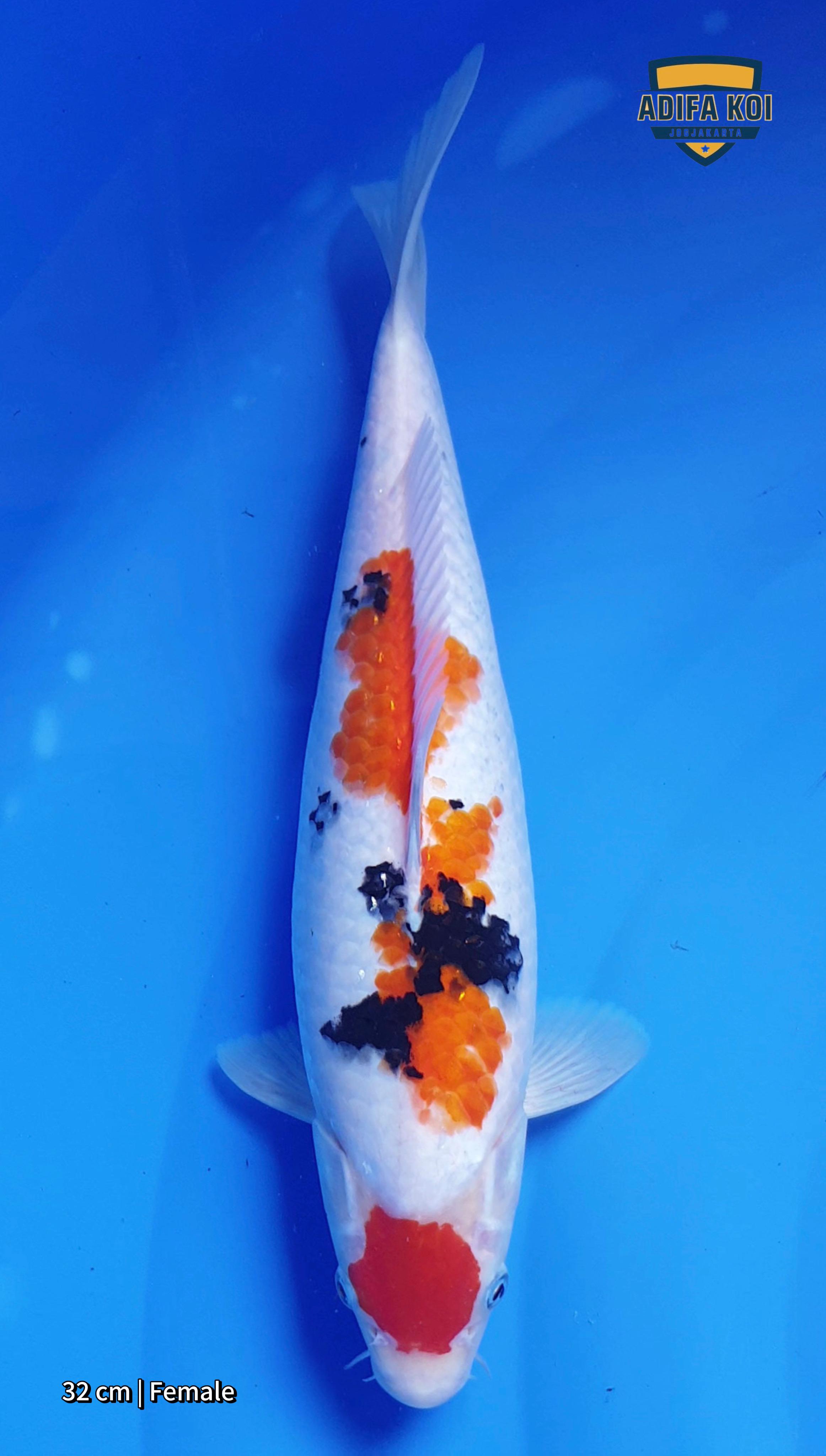 MARUTEN SANKE 32cm