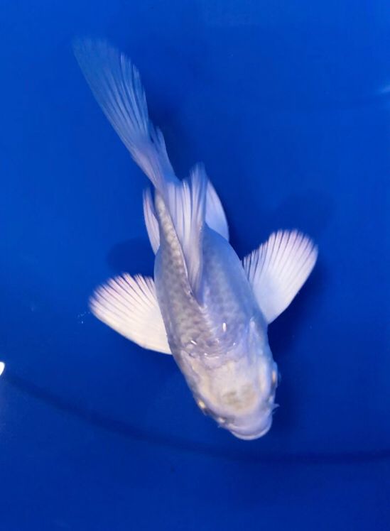 Ikan Koi IMPORT HUDIELONG PLATINUM 13cm, lelang koi IMPORT HUDIELONG PLATINUM 13cm, jual koi IMPORT HUDIELONG PLATINUM 13cm, beli koi IMPORT HUDIELONG PLATINUM 13cm, Lelang Koi Online, Jual Beli Ikan Koi, Pusat Jual Beli Koi, Info Lelang Koi Hari Ini, Platform Jual Beli Koi, Jual Beli Ikan Koi Online, Marketplace Ikan Koi, Jual Koi Terbaik, Tempat Beli Koi Berkualitas, Pasar Ikan Koi Online Terpercaya, Penjual Ikan Koi Terpercaya, Beli Koi Hias Online, Ikan Koi untuk Dijual, Koi Kualitas Terbaik, Toko Online Ikan Koi, Koi Hias Untuk Dijual, Jual Beli Ikan Koi Lokal, Koi Indonesia Online, Pusat Jual Beli Koi Terbesar