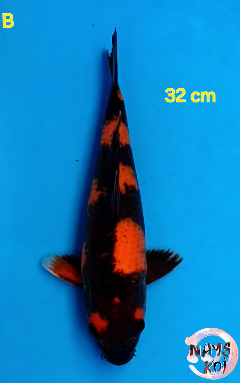 HI UTSURI SHINODA 32cm