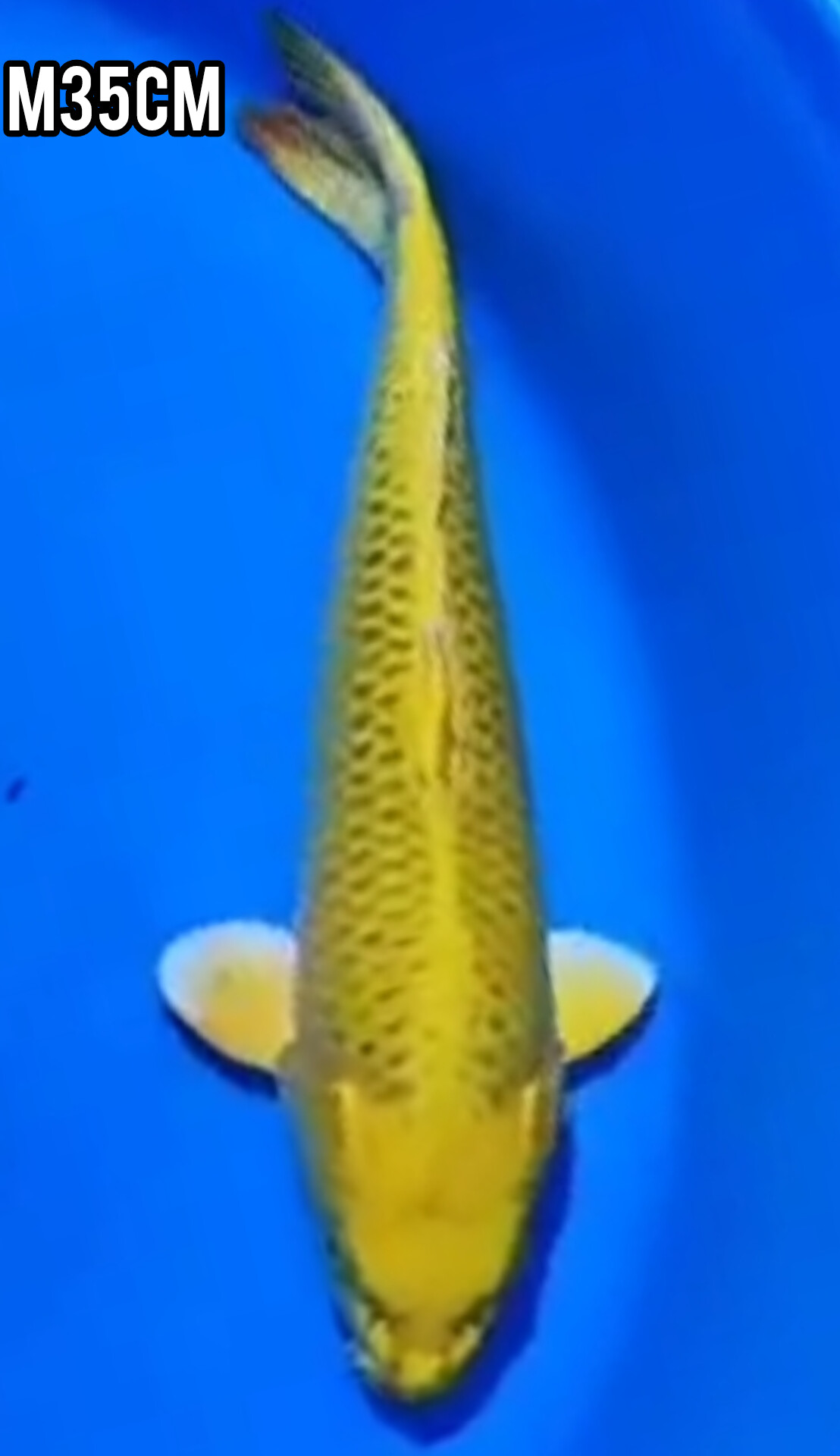 SUPER OGON MOTOAKA WARNA KUNING MENYALA PEJANTAN TULEN ISTIMEWA LOKASI BLITAR 35cm