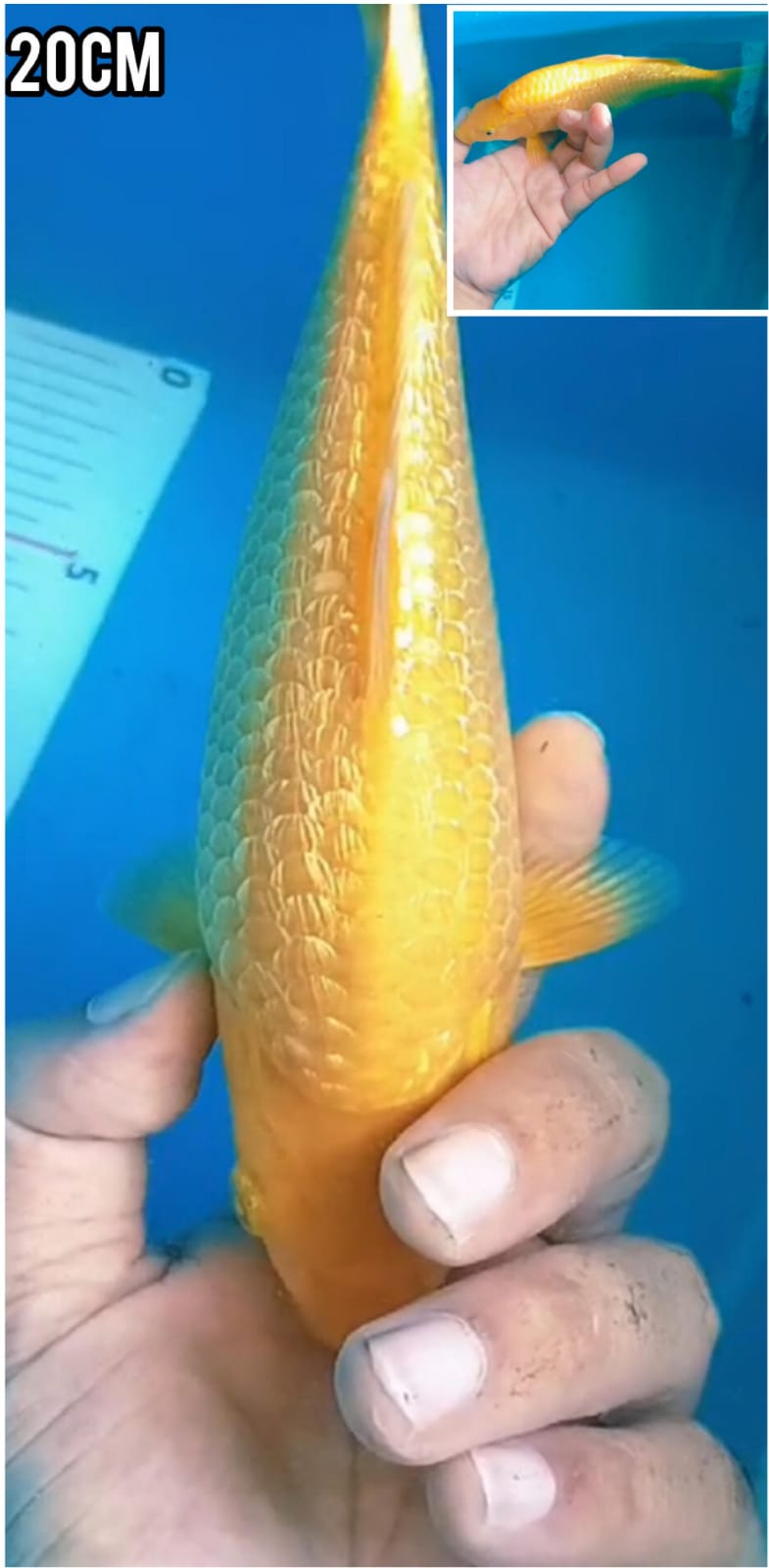 SUPER CARAMEL GINRIN READY SHOW SQ CALON ARTIS BODY TEBAL PUNUK ISTIMEWA TERBAIK DI KELASNYA LOKASI BKC 20cm