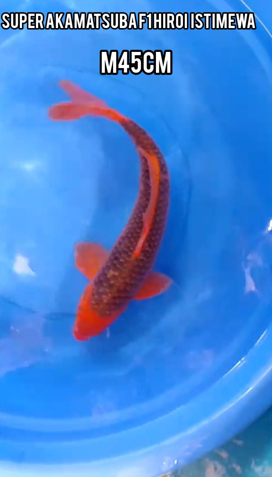 SUPER AKAMATSUBA F1 HIROI JANTAN ISTIMEWA LOKASI BLITAR 45cm