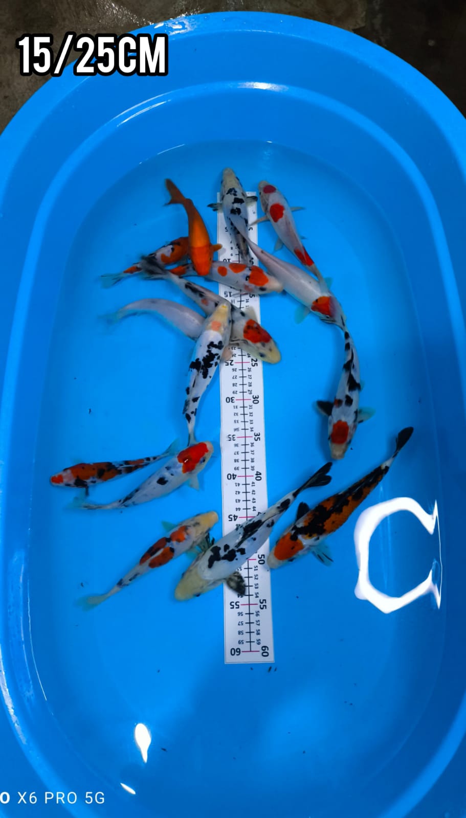 MIX 15 EKOR CAMPUR CALON CALON KOLEKSI KOLAM LOKASI TULUNGAGUNG 1525cm