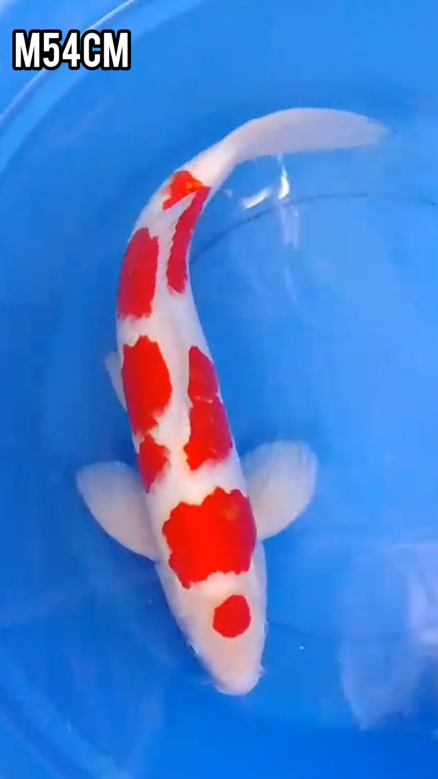 IKAN KELAS SULTAN SUPER KOHAKU ORIGINAL ISTIMEWA PEJANTAN TANGGUH LOKASI BLITAR 54cm