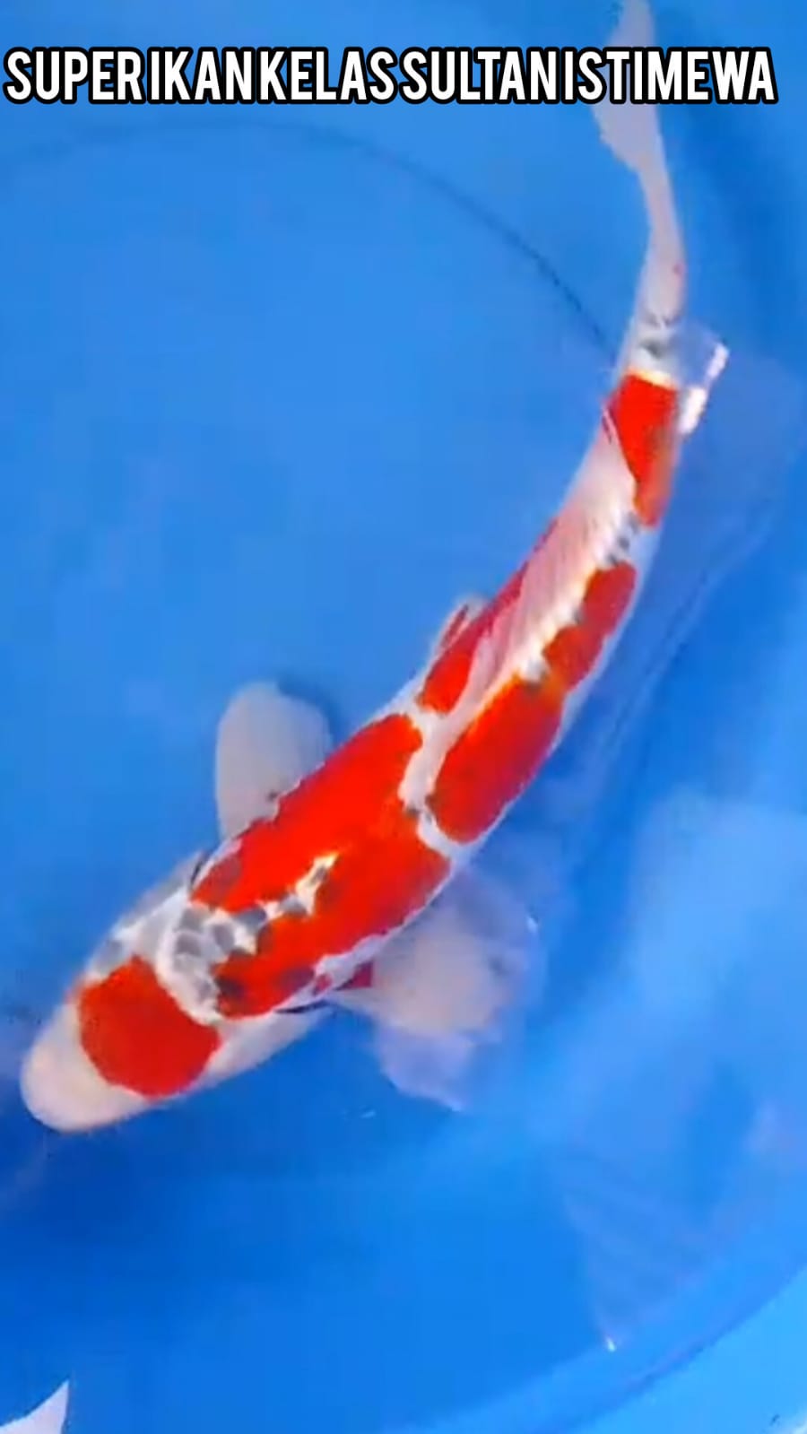 SUPER IKAN KELAS SULTAN PEJANTAN KIKO MERAH STRONG ANTIK ISTIMEWA JUMBO LOKASI BLITAR 50cm