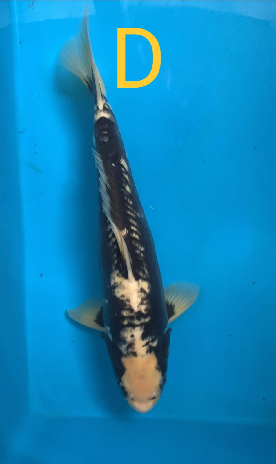 KUMONRYU IKAN DISEMARANG 36cm