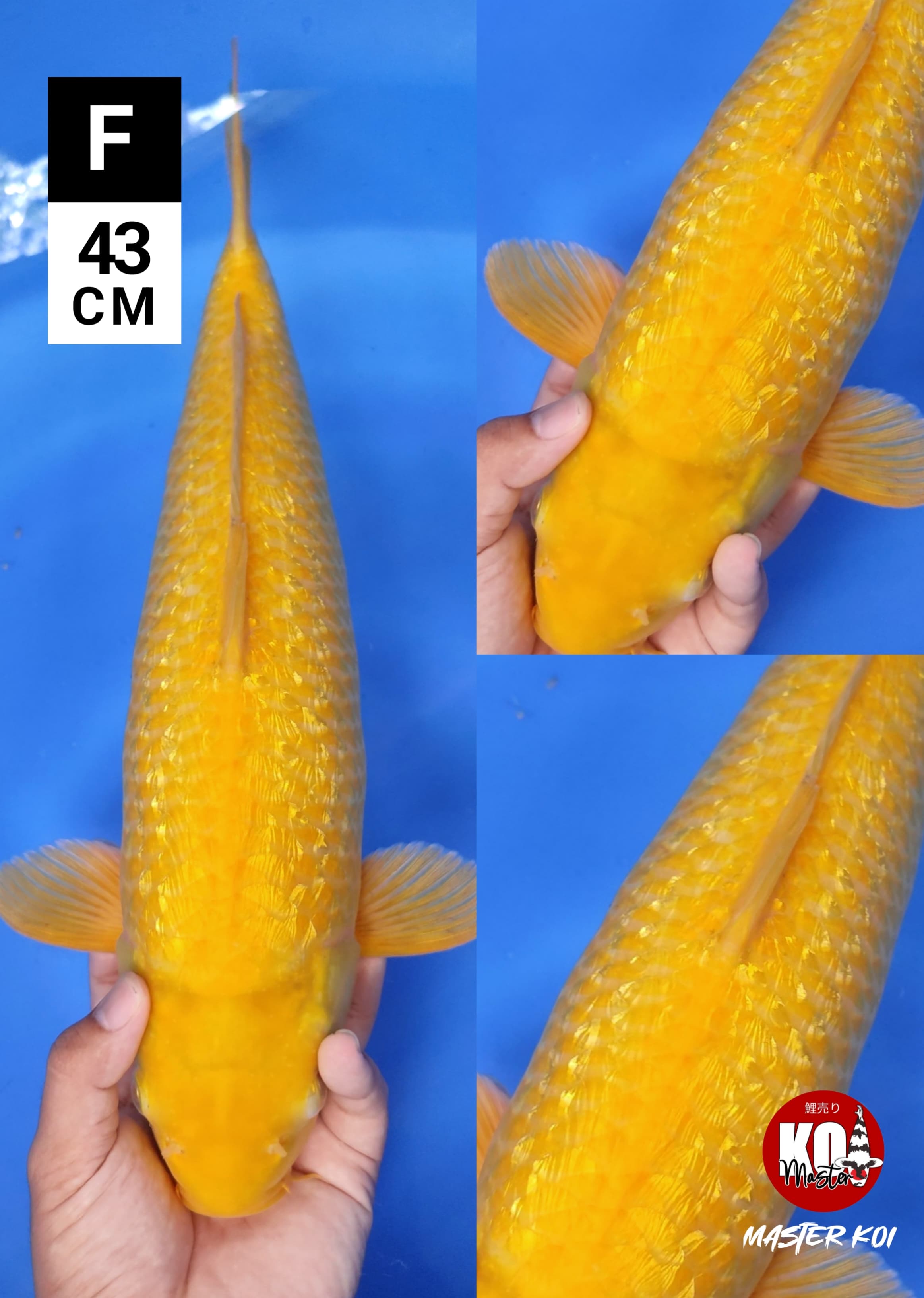 KARASHI GINRIN JUMBO 43cm