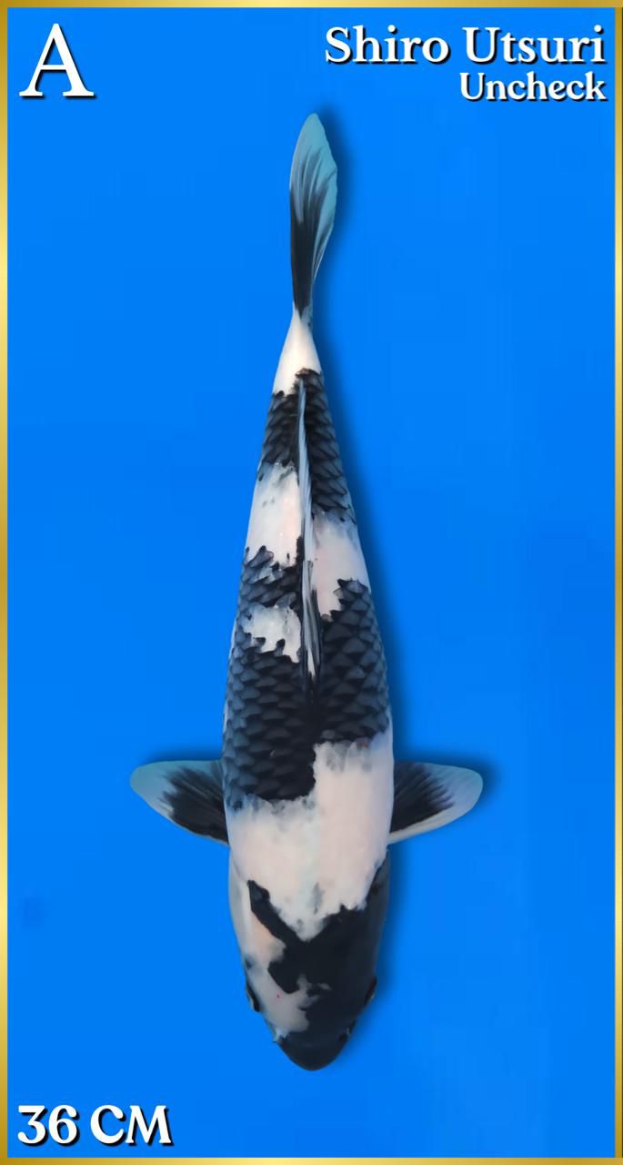 SHIRO UTSURI 36cm