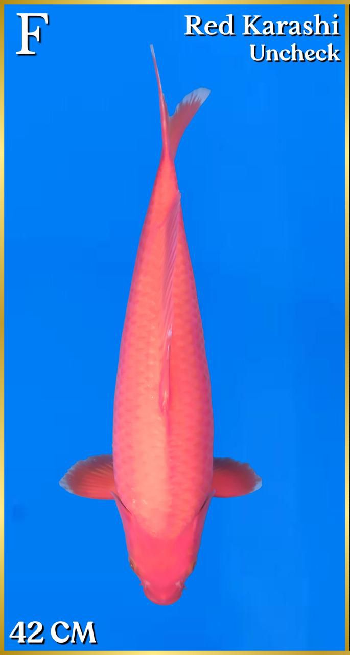 RED KARASI 42cm