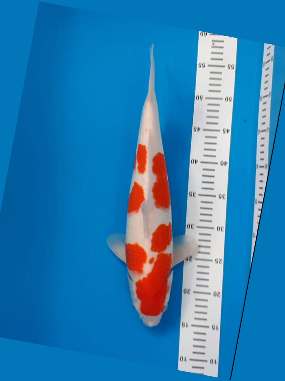 KOHAKU 41cm