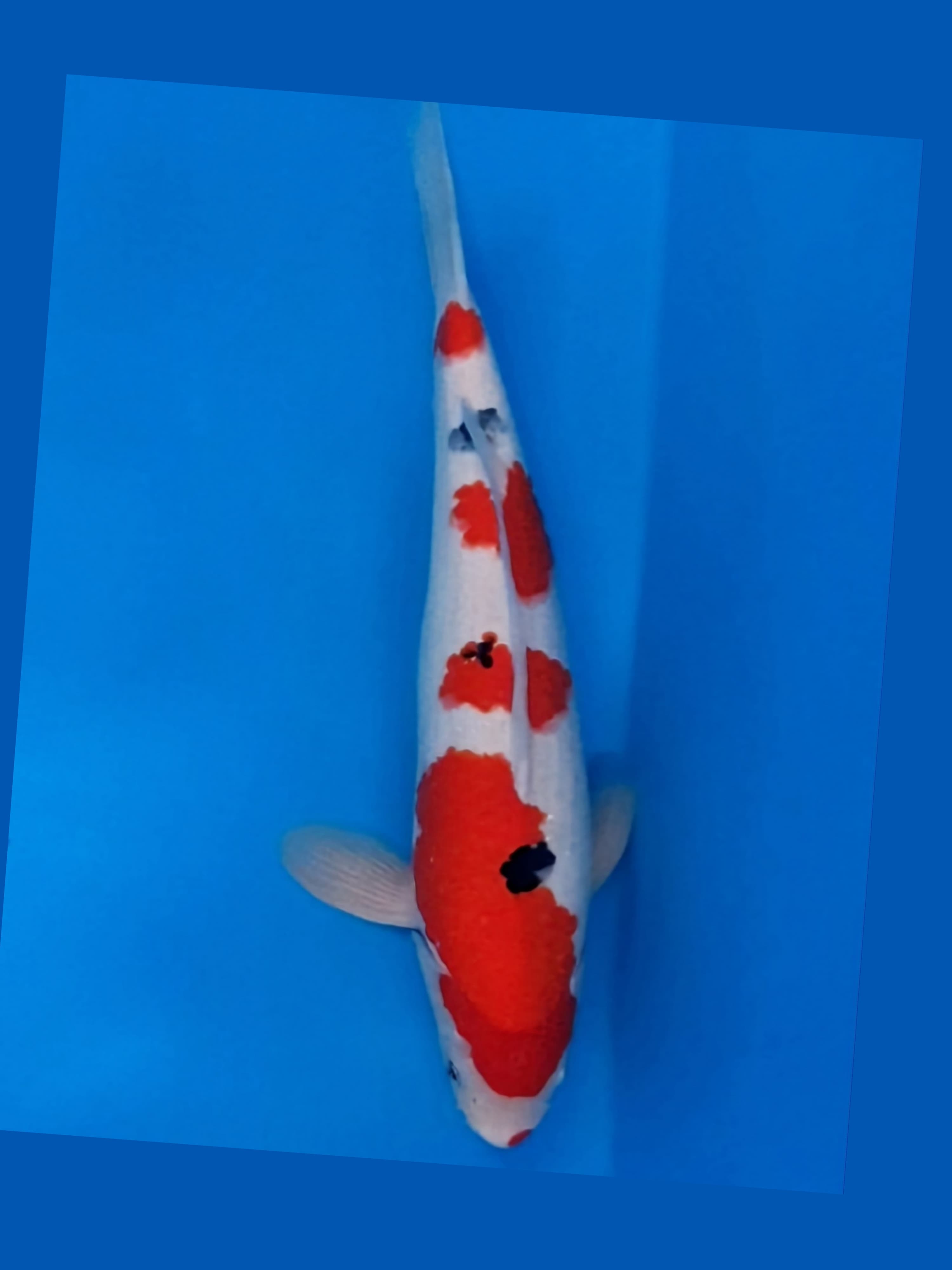 SANKE 38cm