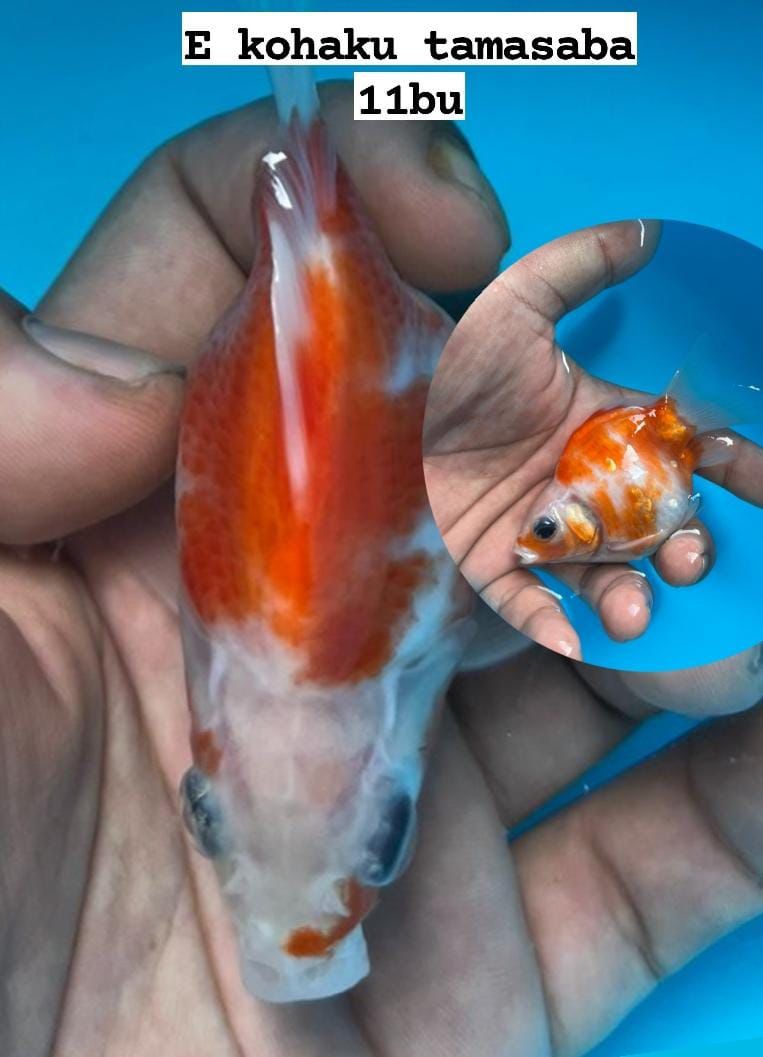 TAMASABA HOTTBODY11cm