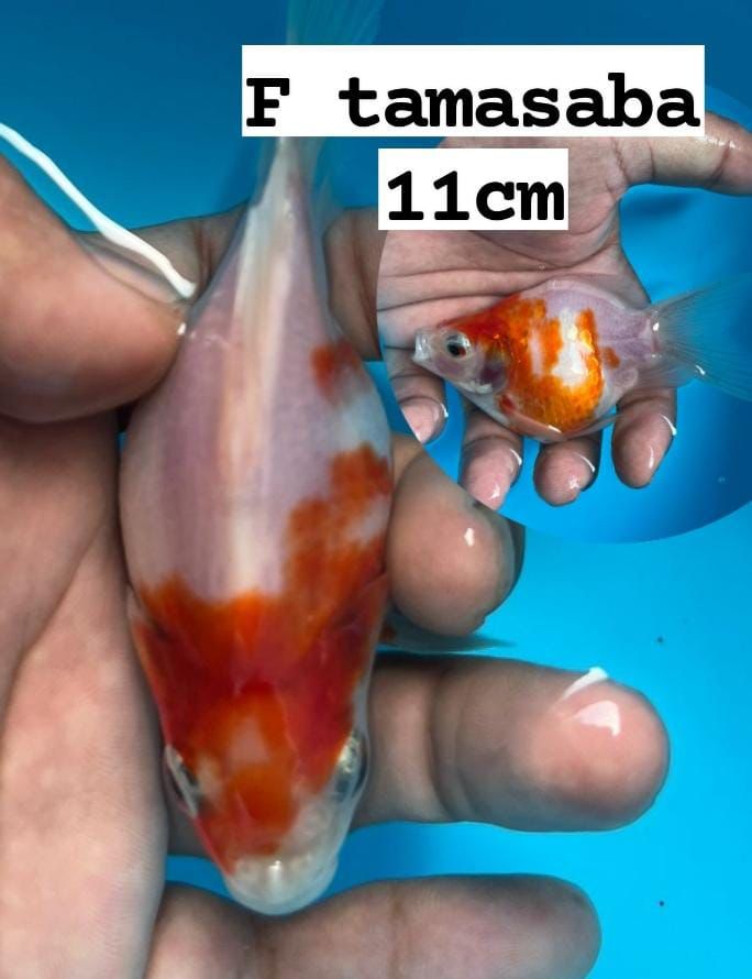 TAMASABA HOTTBODY11cm