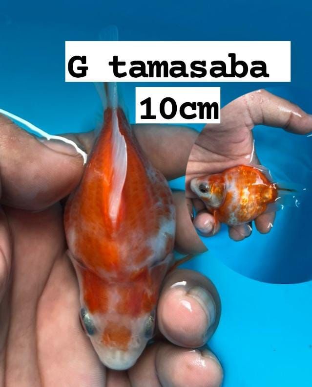 TAMASABA HOTTBODY10cm