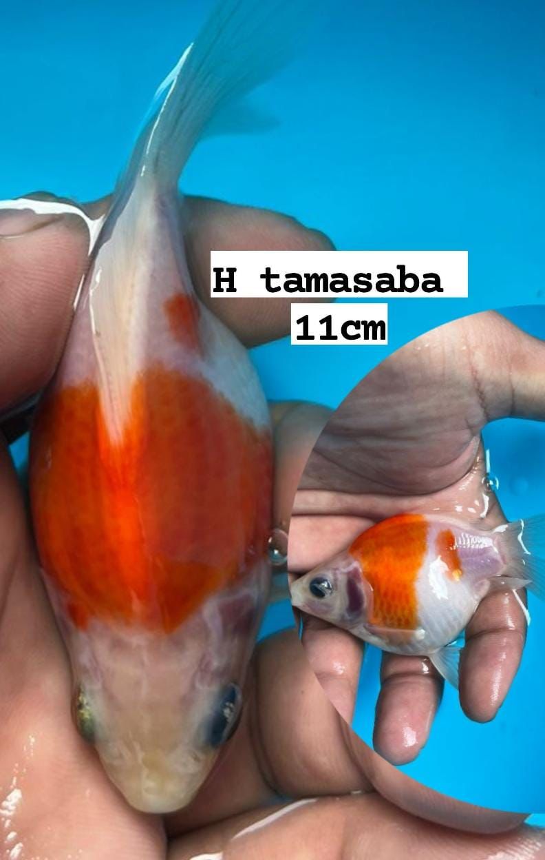 TAMASABA HOTTBODY11cm