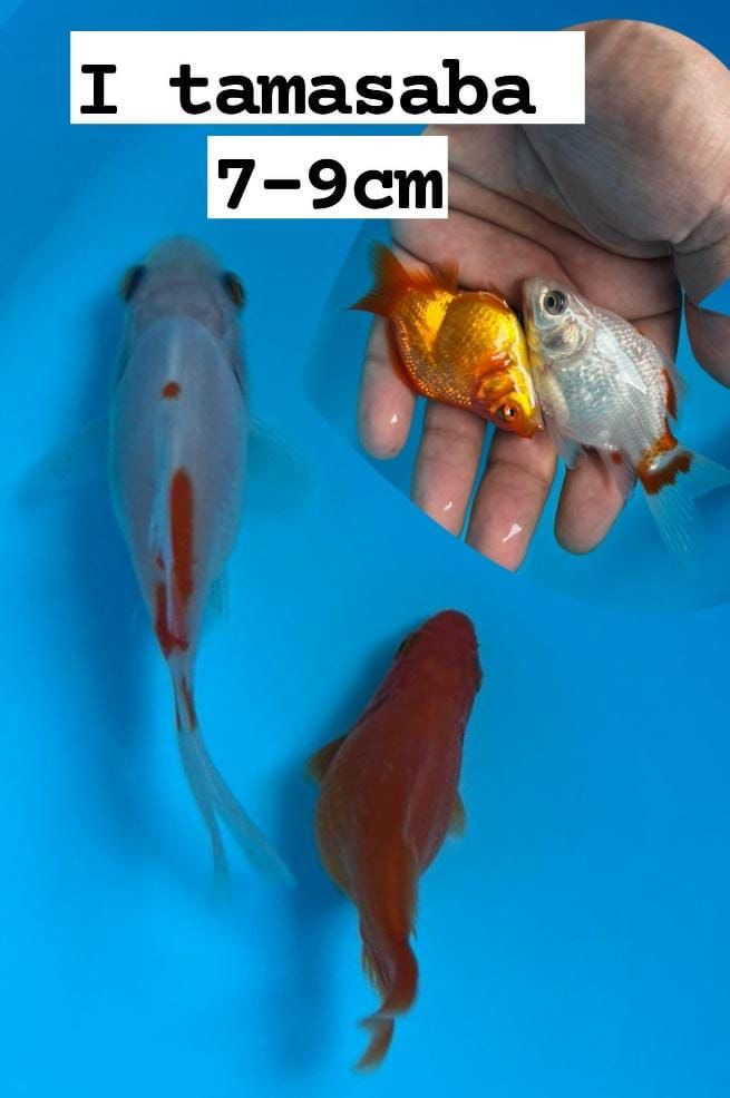 TAMASABA 2EKOR 9cm