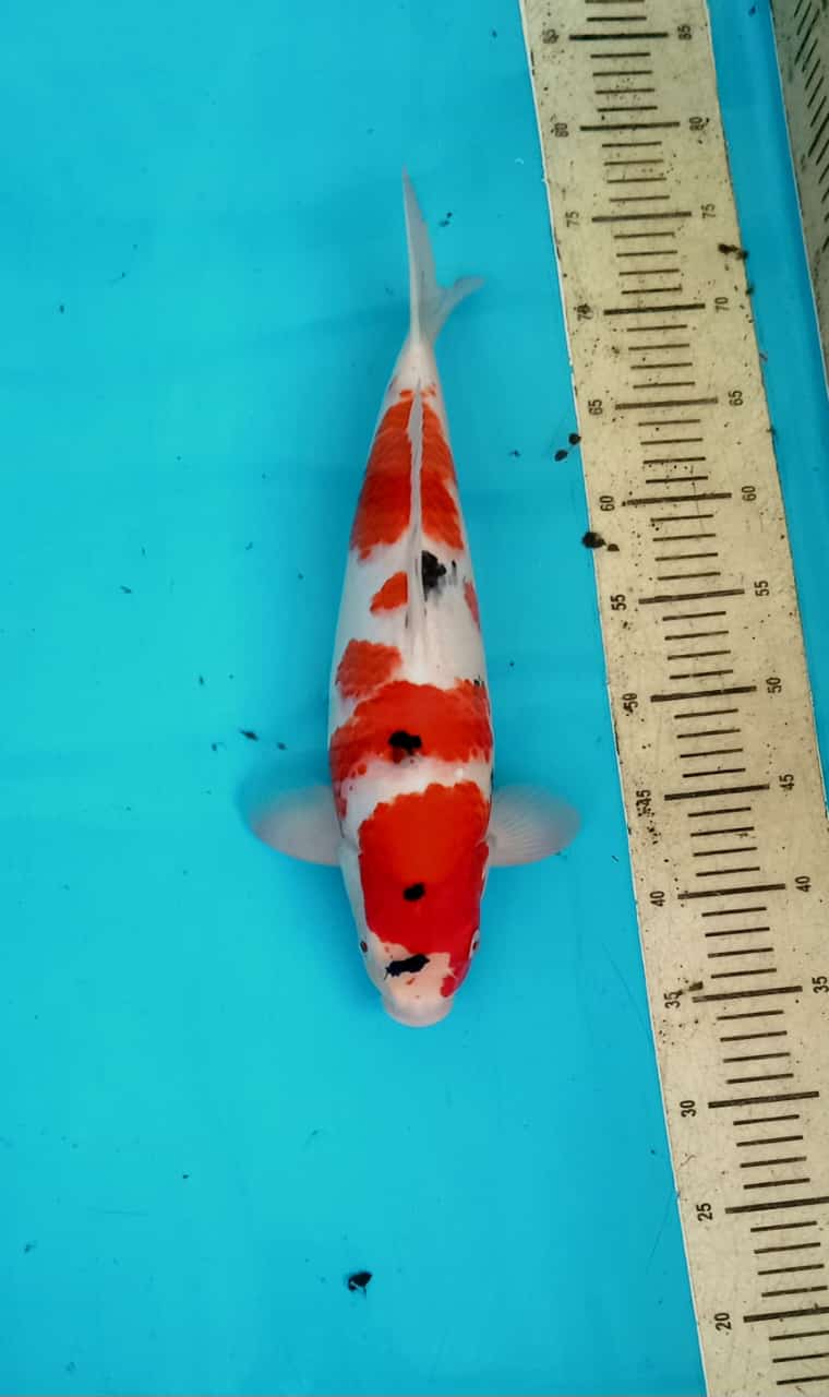 SANKE 39cm
