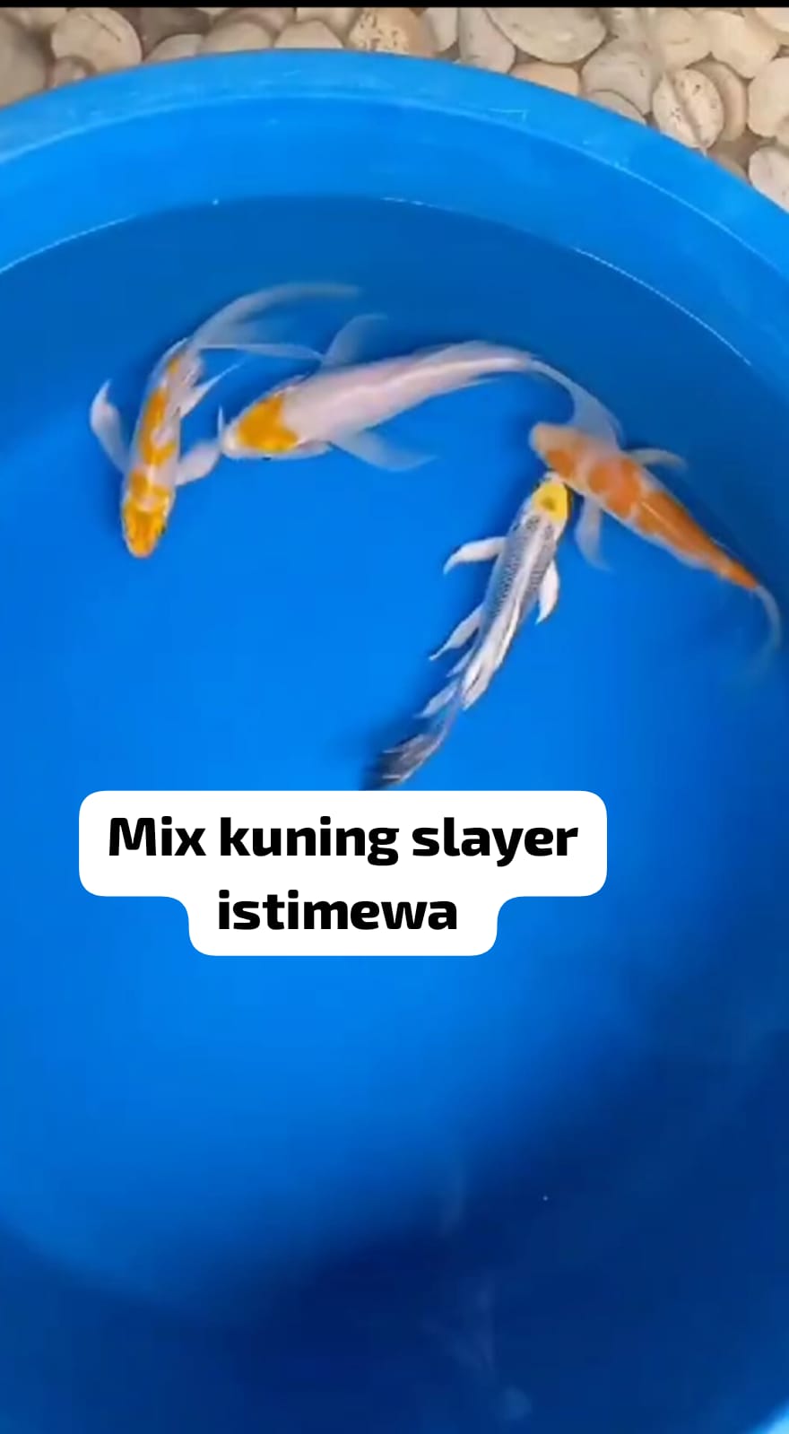 MIX SLAYER KUNING ISTIMEWA LOKASI TULUNGAGUNG 2027cm