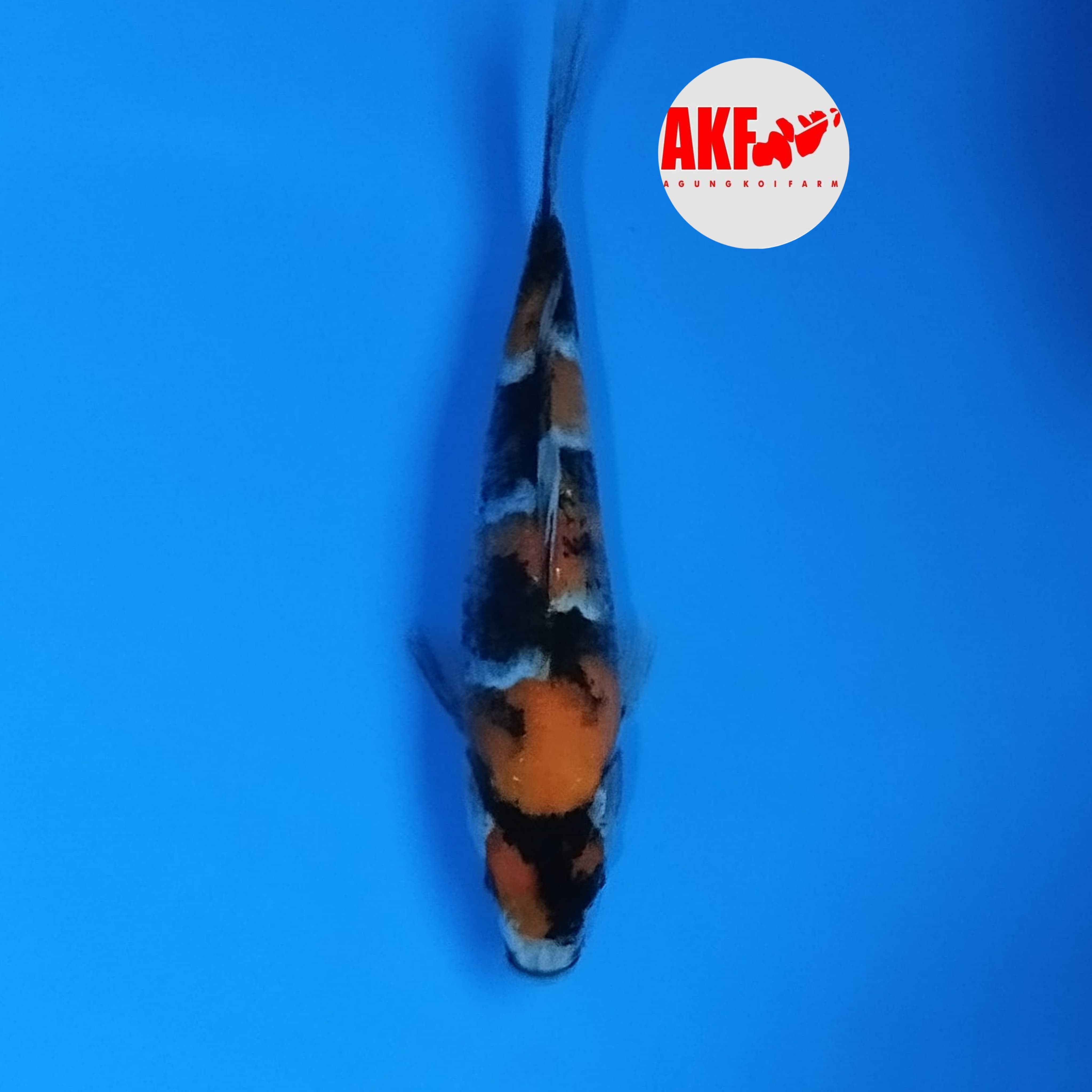 MARUTWN SHOWA AKF 22cm