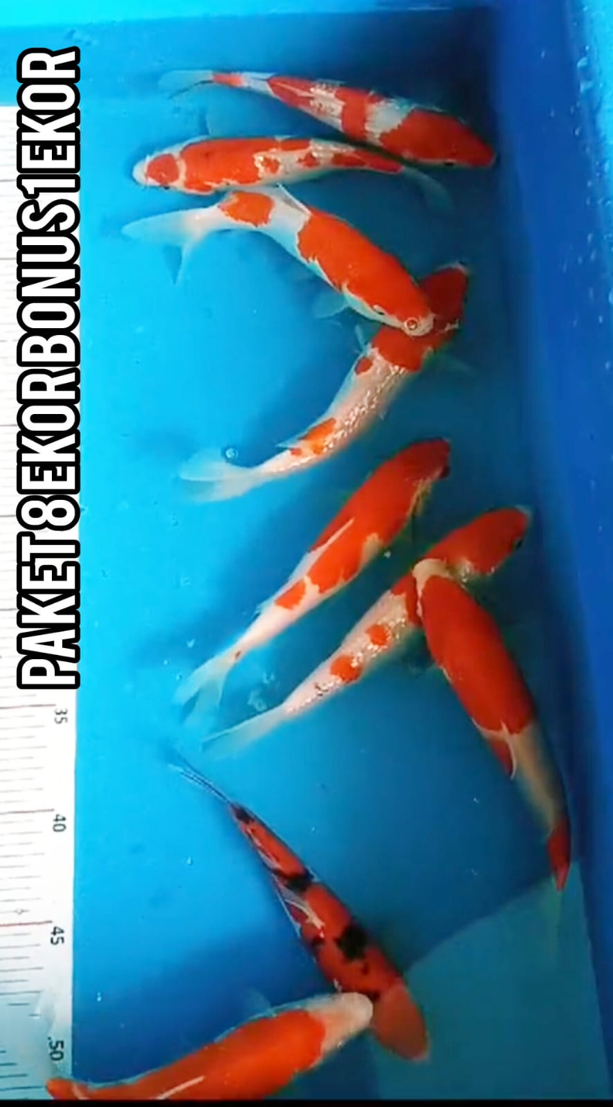 SUPER PKET GINRIN NON GINRIN 8 EKOR BONUS 1 EKOR SHANKE DOIT ISTIMEWA LOKASI BKC 182023cm