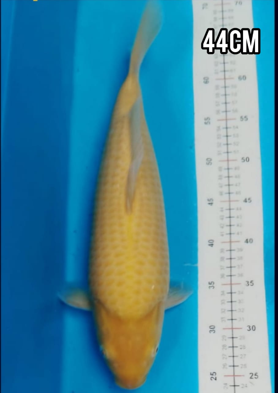 SUPER KARASYI LEMON BODY TORPEDO ISTIMEWA LOKASI DEPOK 44cm