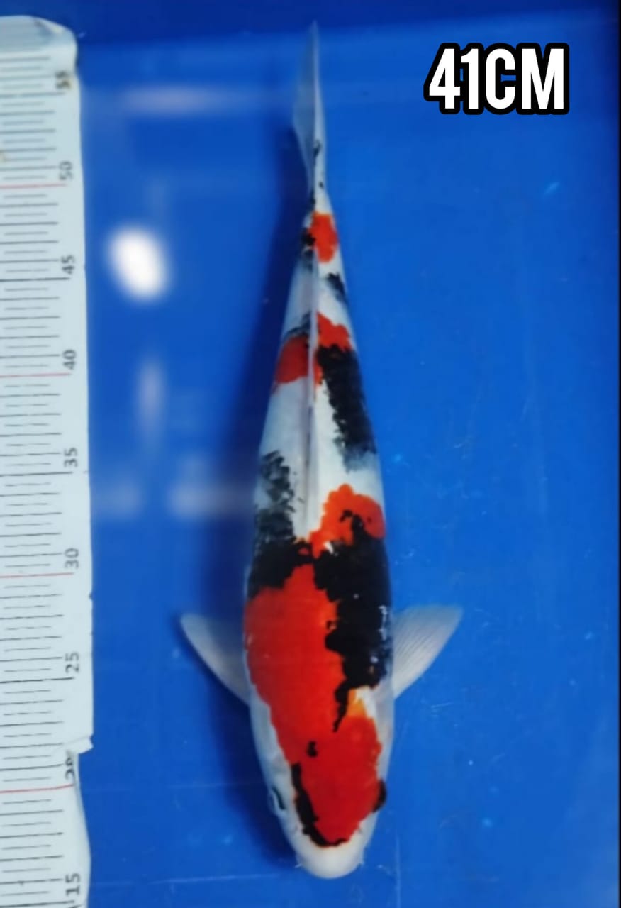 SUPER SHOWA SHANSOKU ORIGINAL ISTIMEWA LOKASI DEPOK 41cm