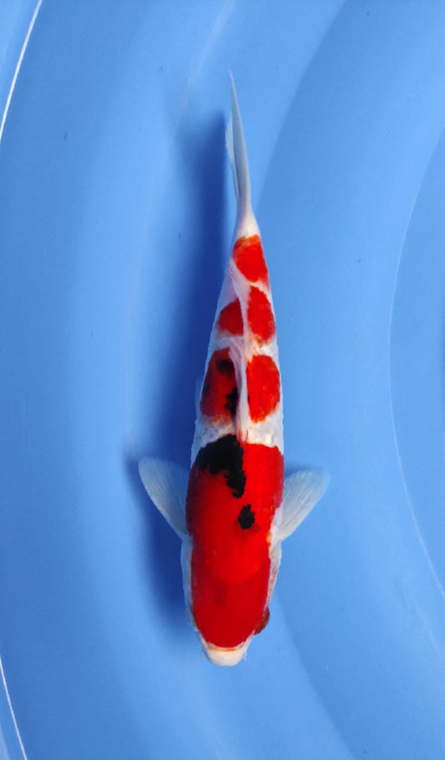 SANKE 24cm