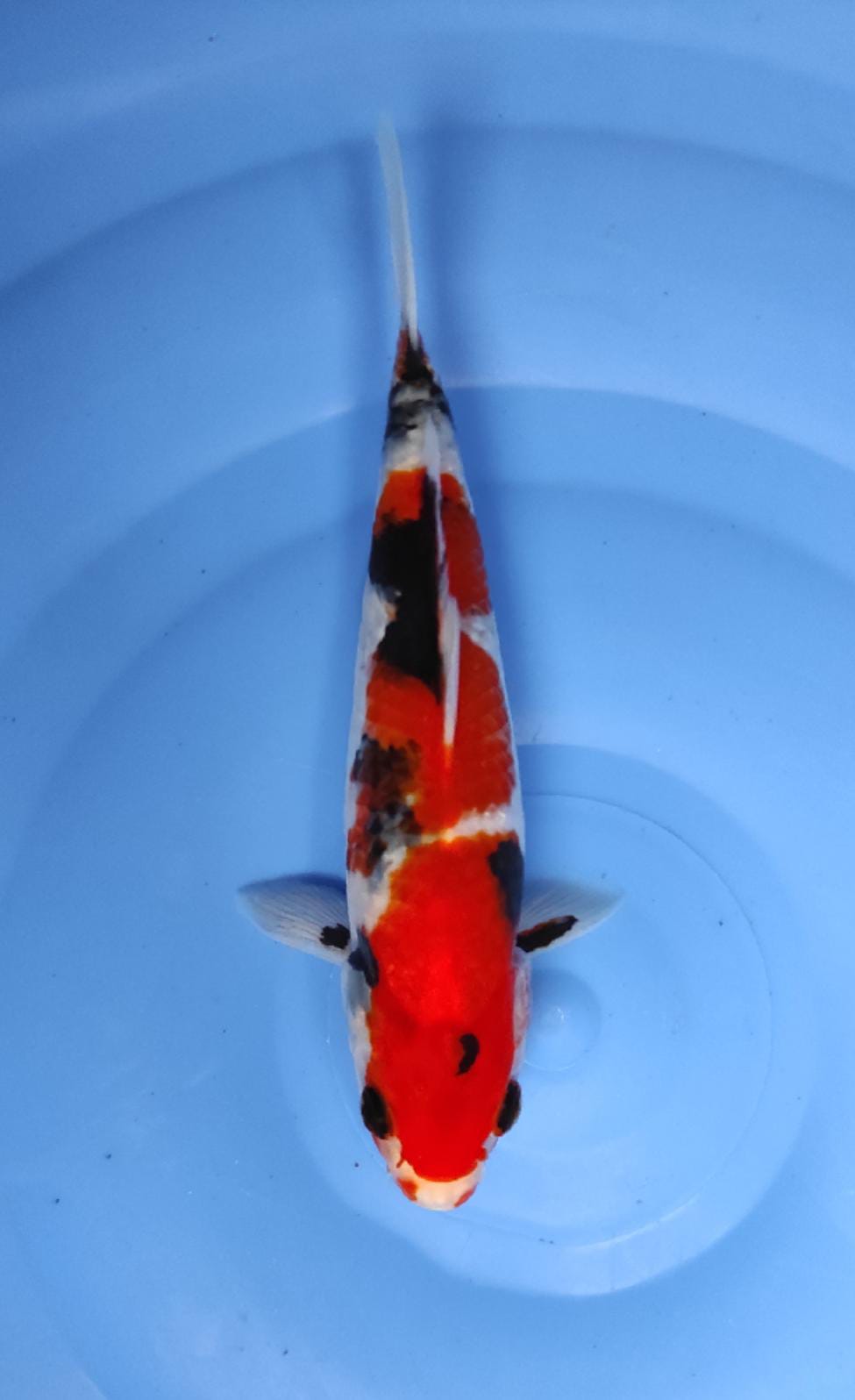 SHOWA 23cm