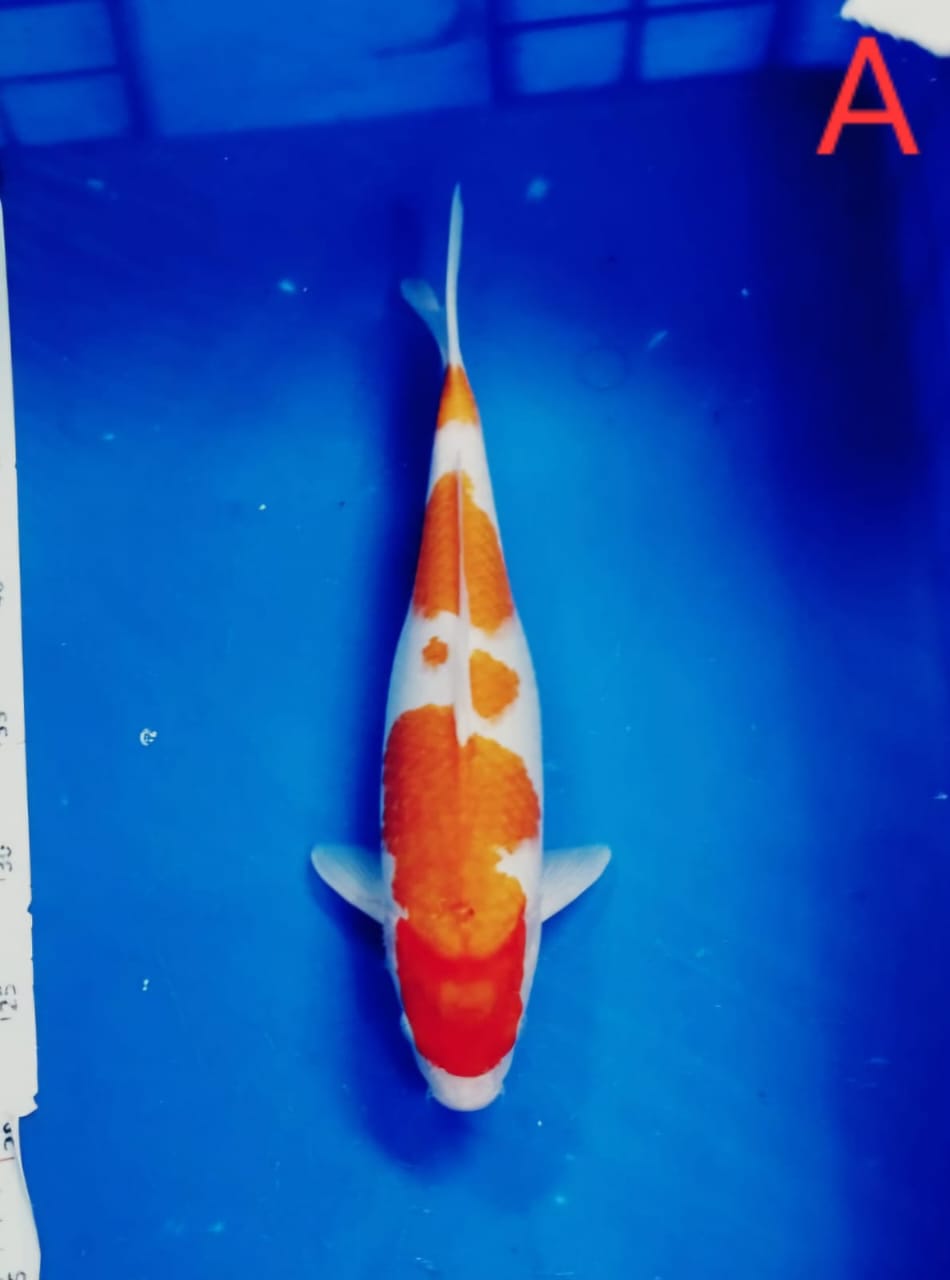 TAISHO SANSHOKU 32cm