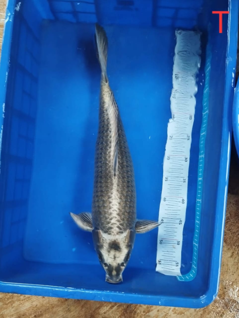 MONSTER MUKASI OGON 55cm