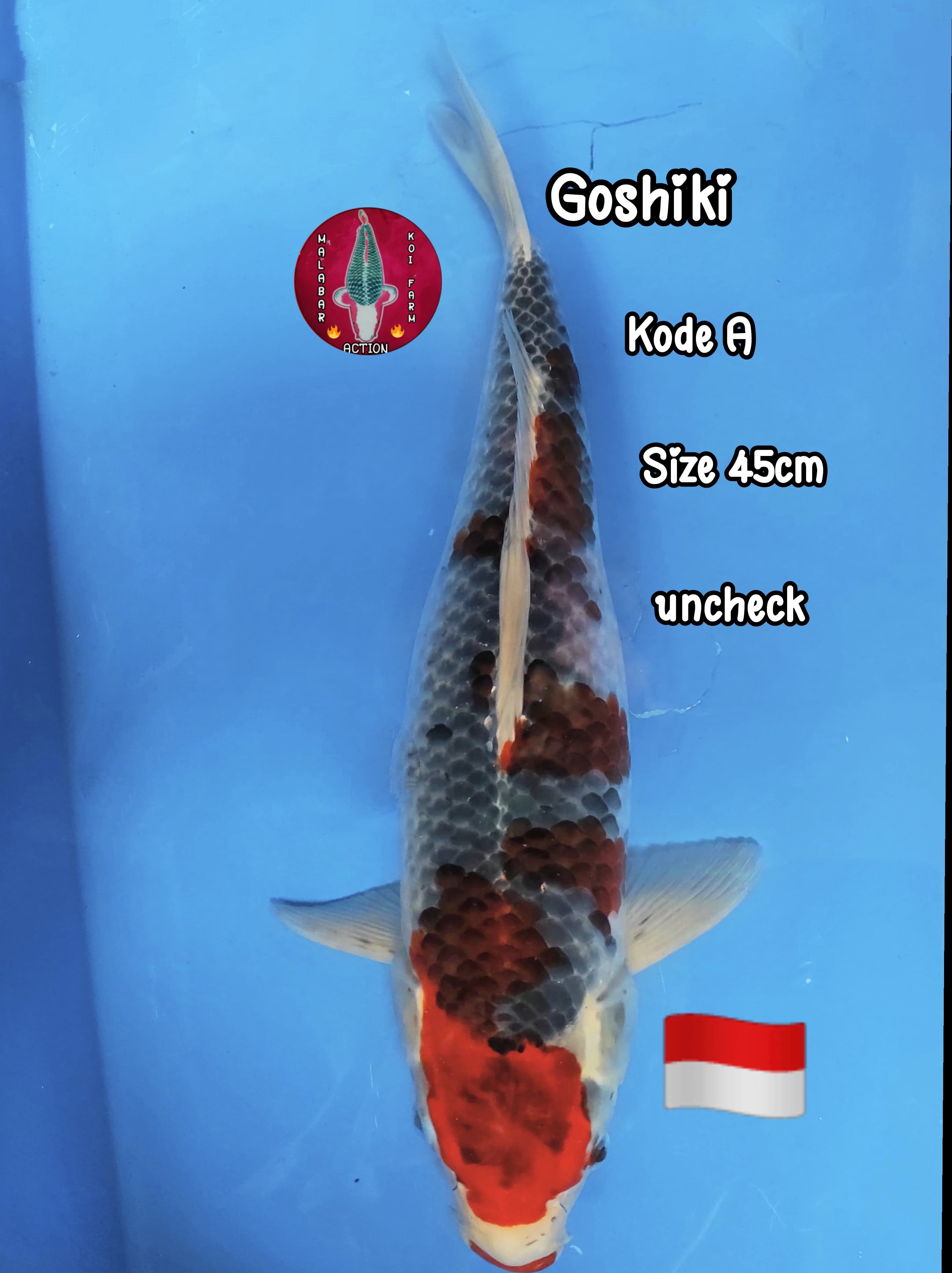 GOSIKI LOKAL BREEDER 45cm